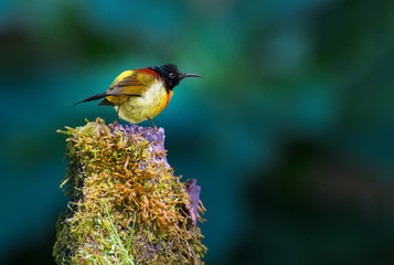 Green-tailed Sunbird on branch on green background.
