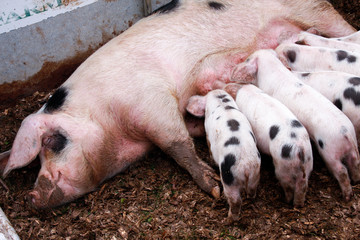 Seven Gloucestershire Old Spots piglets feeding from sow