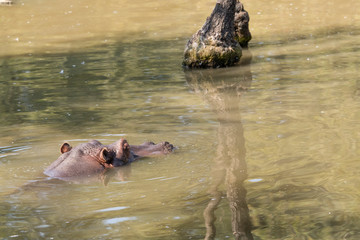 Hippo swimming in water.