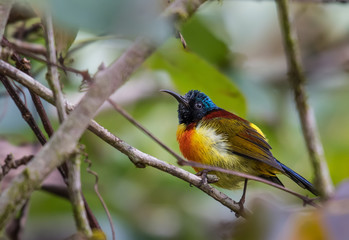 Green-tailed Sunbird on branch on green background.
