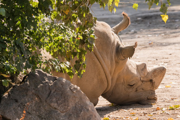 Naklejka premium Smutne leżące nosorożce.