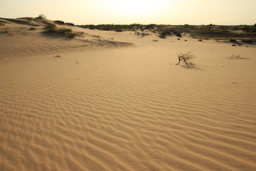 Lonely small tree in early morning in amazing Ukrainian desert Oleshkinskie Peski