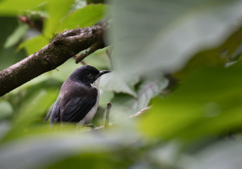 Shrikes bird on tree