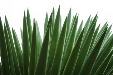 Wild palmetto with isolated white background, pattern of green pointy leaves