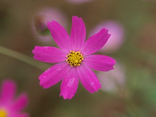 Fototapeta premium コスモス