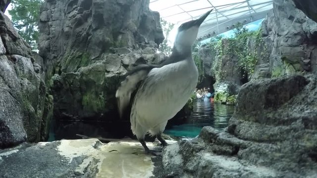 Common murre shaking wings in ocean tank in Lisbon, Oceanario de Lisboa
