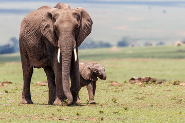 Obraz premium Elephant mother with calf walking on the plains of the Masai Mara National Park in Kenya