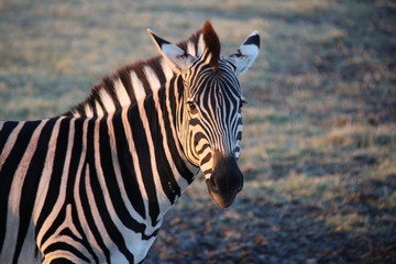 Fototapeta na wymiar Safari Botsana