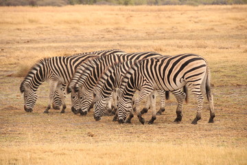 Fototapeta na wymiar Safari Botswana