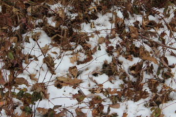 snow and leaves
