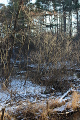 river thicket in late fall