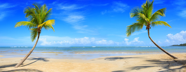 Fototapeta na wymiar Palm trees and tropical beach on Caribbean sea as background.
