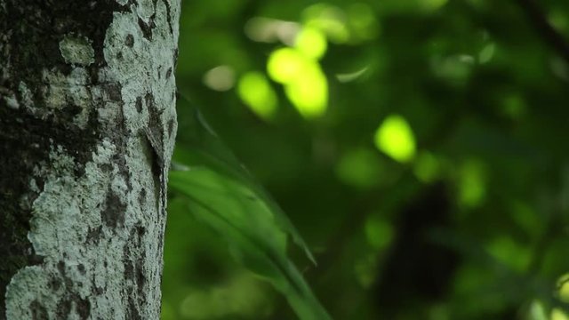 Well cryptic butterfly on a tree trunk, Veracruz rainforest , Mexico 