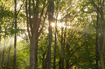 trees in the forest