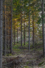 sunset in the fir forest in Karelia
