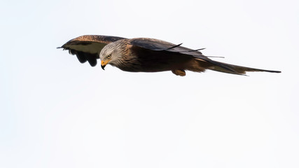 On the Hunt - Red Kite