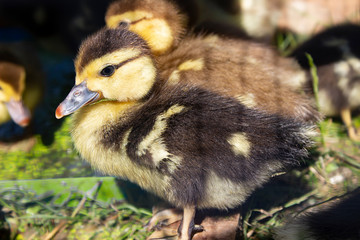 Group  of ducklings eating on  ground