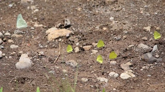 Yellow pierid butterflies resting in group on the floor, Mexico