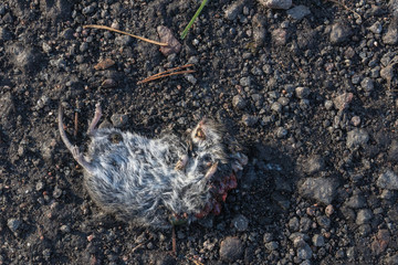 dead mouse lies on the sandy road. accidental death of the mouse. wild dead rodent. small mouse