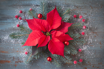 Christmas flower poinsettia and decorated fir tree twigs on rustic wooden background with snow,
