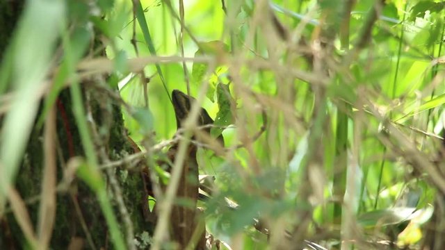 Basilisk lizard in Veracruz, mexico, living by the river