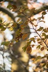 Gorgeous glowing golden and green fothergilla leaves and branches with a huge oak tree in the background