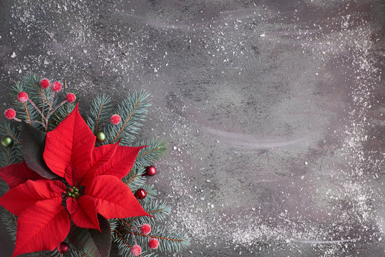 Christmas flower poinsettia and decorated fir tree twigs on dark textured background, copy-space