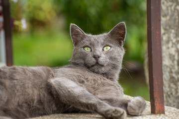 Russian Blue Cat