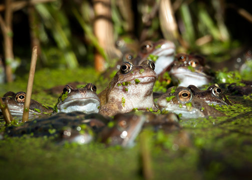 Close-up of frogs in lake