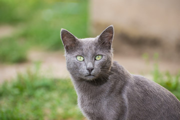 Russian Blue Cat