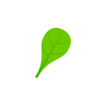 spathulate leaf flat icon