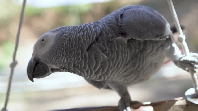 Close-up footage of African Grey parrot looking at camera. In slow motion.