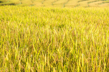 Rice field on the Moutain Mature Ready to harvest.
