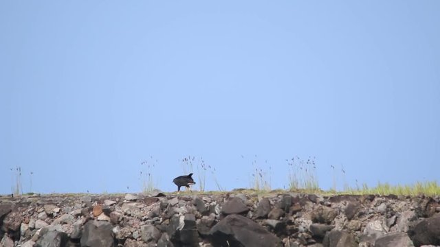 Two vultures walking on a dike in mexico