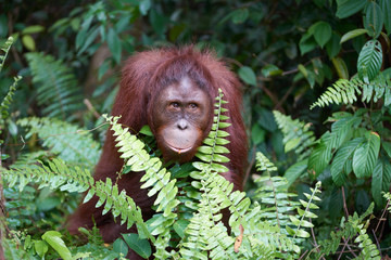 orangután en la selva de Borneo, Indonesia