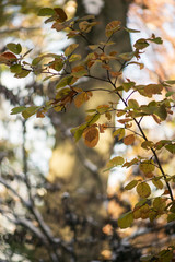 Gorgeous glowing golden and green fothergilla leaves and branches with a huge oak tree in the background