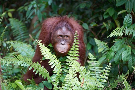 orangután en la selva de Borneo, Indonesia
