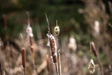 reed in the wind
