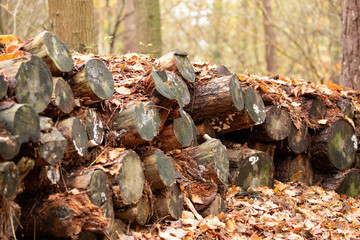 Woodpile 2