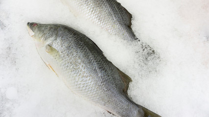 Raw seafood on ice at the fish market and department store. Raw fresh meat is sold. Healthy eating. displayed on ice, with copy space for your text..