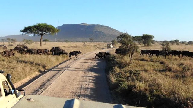 Water Buffalo Crossing a Dirt Road in the Serengeti Ahead of Safari Vehicles
