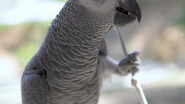 Close-up footage of African Grey parrot looking at camera fluffing up his feathers. In slow motion.