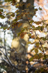 Gorgeous glowing golden and green fothergilla leaves and branches with a huge oak tree in the background
