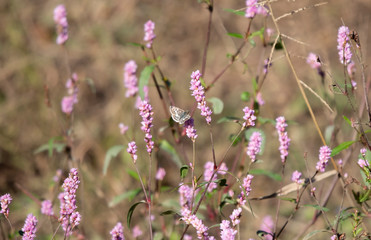 Checkered Skipper Butterfly