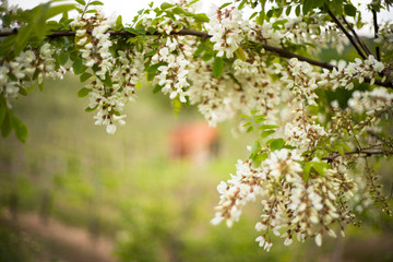 italien, ligurien, reben, mandelblüten