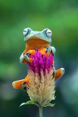 Obraz premium Latająca żaba na czerwony kwiat, żaba jawajska