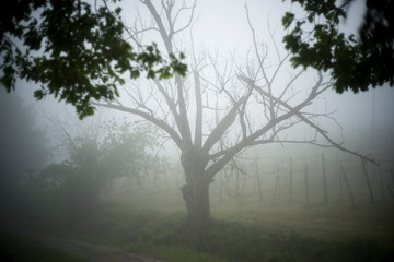 italien, ligurien, reben, nebel, toter baum
