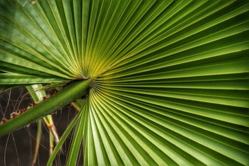 Close up of palm tree leaf