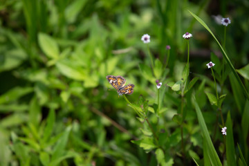 Phaon Crescent Butterfly