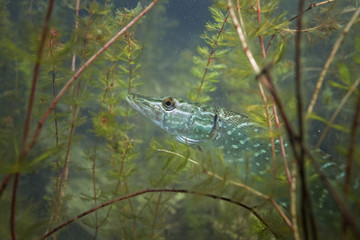 northern pike, esox lucius, czech dive